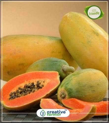 Pinkdose Papaya Seeds Hybrid Fruit Seeds for Garden Bonsai Plant Seeds Fruit Bonsai Seeds Kitchen Garden Plant Seeds 10Indoor, Outdoor Kitchen Garden Plant Seeds Seed