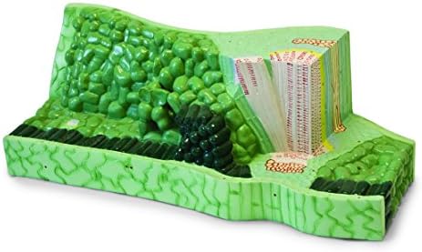 Walter Products B10301 Leaf Structure Model from a Lima Bean Leaf
