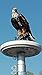 Eagle on Display Flagpole Topper Finial Ball - Hand Painted USA Realistic Lifelike