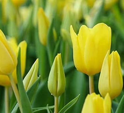 Beautiful Tulips Flower In Tulip Field At Winter Or Spring Day Wall Mural Vinyl