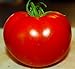 Celebrity Tomato 45 Seeds -Disease Resistant! primary