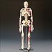 Painted and Numbered Big Tim Skeleton Model CMS65