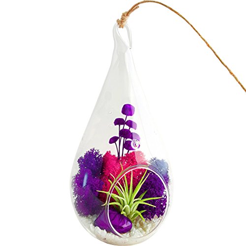 cool gift ideas on amazon related to Grocery & Gourmet Food market your products that are House Plants, under $20, under $25, for christmas
