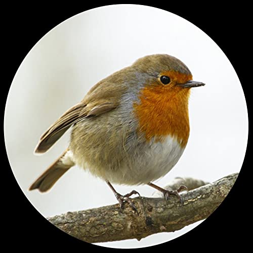 Parastone Museum Collection Domed Glass Paperweight - Robin