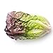 Red Romaine Lettuce Seeds, 1000+ Premium Heirloom Seeds, On Sale, (Isla's Garden Seeds), Non Gmo Organic, 90% Germination Rates, Highest Quality, 100% Pure