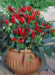 Pinkdose 24 Tipos de pimientos 100 Piezas a Elegir Plantas de ...