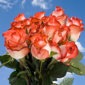 50 Fresh Cut White Roses with Dark Pink Tips | Fresh Flowers Express Delivery | Perfect for Weddings, Anniversary or any occasion. 50 Fresh Cut White Roses with Dark Pink Tips | Fresh Flowers Express Delivery | Perfect for Weddings, Anniversary or any occasion.