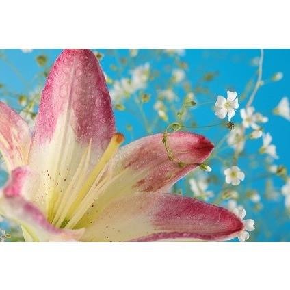 Lilly Flower - 1934 - Candle & Soap Fragrance Oil - 16 Oz (1 lb) - High Performance Supply - Special Promotion