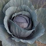 David's Garden Seeds Cabbage Red Express D2076 (Red) 100 Organic Seeds