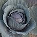 David's Garden Seeds Cabbage Red Express SL2076 (Red) 100 Non-GMO, Heirloom Seeds