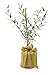 The Magnolia Company Tree Olive