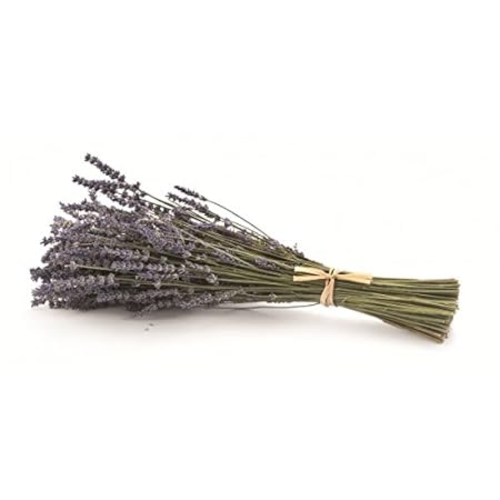 Frisch geernteter, getrockneter Lavendelstrauß aus der Provence