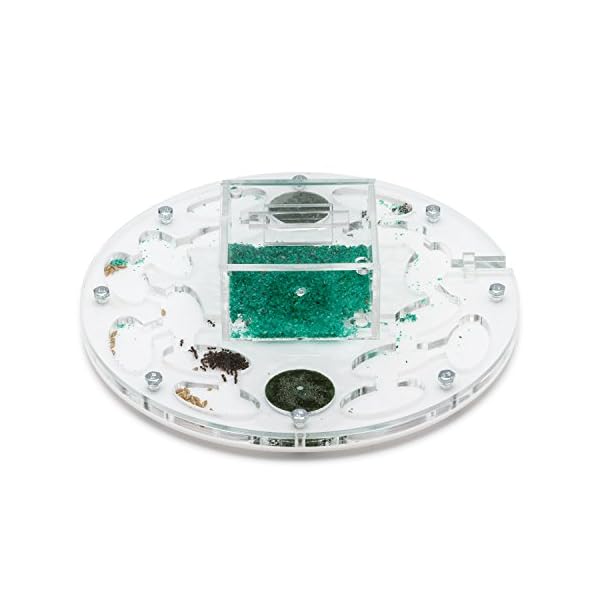 AntHouse - Formicaio Acrilico - Kit Educativo Circolare Big 20x20x1,3 cm con Coperchio | Sistema di umidità a Schiuma…