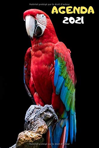 Agenda 21 Perroquet Ara Rouge Agenda 21 Semainier Planificateur Objectifs Repertoire Rendez Vous French Edition Agenda Zz Amazon Com Books