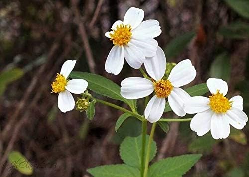 Seeds Bidens Pilosa Buetterflies Garden Seed Romerillo 1000 Seeds Amazon Co Uk Kitchen Home