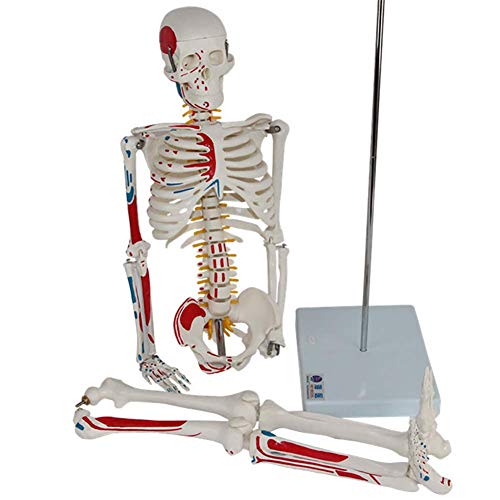 ZQDL 85CM Human Skeleton Model with The Half-Muscle Coloring Point Spine Nerve Medical Teaching Equipment - Thumbnail 7