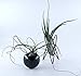 Orimina Pack of 2 Tabletop Standing Air Plant Holder Air Plant Stand Air Plant Container Xerographica Air Plant Holder Air Plant Support Tillandsia Air Plant Stand (Black)thumb 1