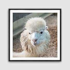 Framed Canvas Wall Art Alpaca Canvas Prints Home Artwork Decoration for Living Room,Bedroom - 16x16 inches