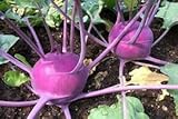 Purple Vienna Kohlrabi Seeds, Cool Beans N Sprouts