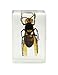 Celestron – Real 3D Bugs in Clear Resin – 4pc Set Includes Hornet, Black Camellia, Rose Chafer, and Spider – Perfect for Science Eduction and Classroom – Use with Digital and Stereo Microscopes