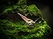 Sakura Red Cherry Shrimp Breeder Combo Pack (Neocaridina davidi) - 10 Females, 5 Males at 1/2 to 1 Inch Long by Aquatic Arts