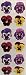 Pansy Purple Yellow Flowers Stickers - 6 Sheets