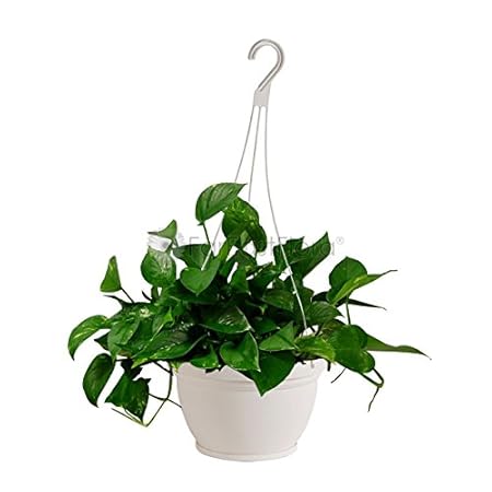 Antier Plastic Flower Plant Hanging Pot/Balcony Indoor/Outdoor Decoration (Multicolor)