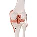 3B Scientific A82 Functional Knee Joint - 3B Smart Anatomy