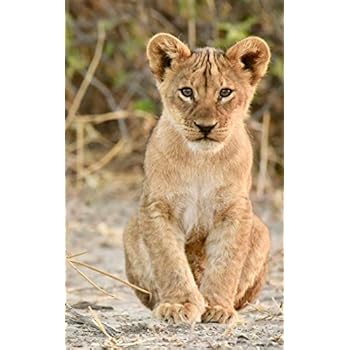 Notebook: Lion Cub 5' x 8' 150 Ruled Pages