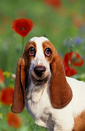 Animal Chiens Cartes Jeunes Chiens Basset à Grandes