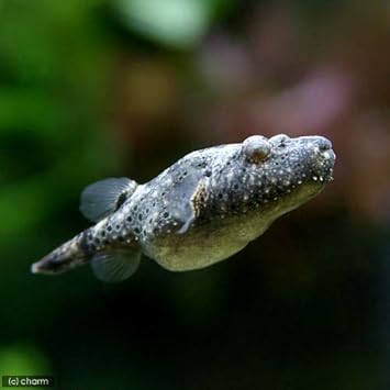 Amazon 熱帯魚 テトラオドン バイレイ 毛フグ ｓサイズ １匹 沖縄別途送料 北海道 九州航空便要保温 Charm チャーム 観賞魚 水中生物 通販