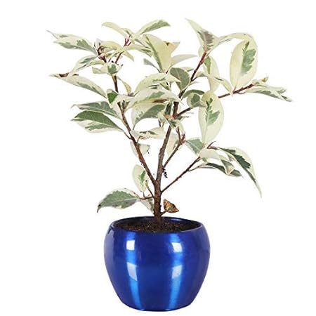 GrowKaro Air Purifying Live Ficus Safari Plant with Blue Metal Pot Indoor Plant (Blue )