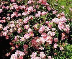 Apuldram Roses "MAGIC CARPET" - Ground Cover Rose (Potted)