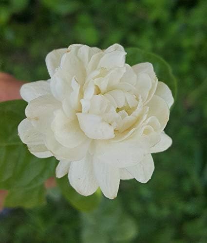 TOMHHY Jasmine Grand Duke of Tuscany ~Fragrant Jasmine ~ Plants are 5 to 7 inches Tall