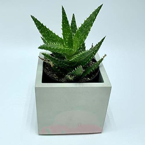 Amazon.com: Square 3 inch cement flower pot: Handmade
