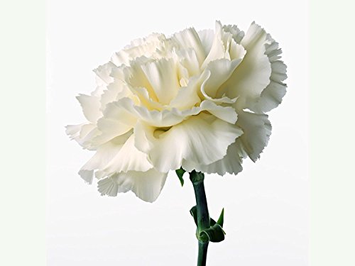 Nianyan New white Carnation Flower seeds-500 seeds