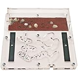 Ant Farm Educational Kit (Formicarium, Ants)