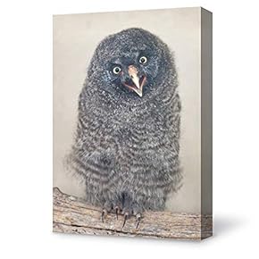 Canvas Wall Art Grey Wildlife Owl Canvas Painting Wall Poster Decor for Living Room Framed Home Decorations - 12x18 inches