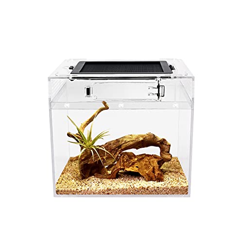 Reptile Growth Mini Terrarium