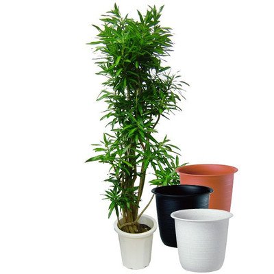 即日出荷 ソングオブジャマイカ 10号サイズ ツリーポット 鉢カバー 付き ービス サンドホワイト B07dz55c7p サンドホワイト サンドホワイト 新しいコレクション Workshop Avenuesclinic Co Zw