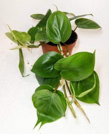 Philodendron Scandens - 12cm Pot
