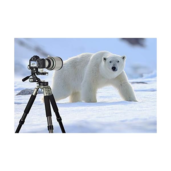 Rollei Lion Rock Gimbal – Carbon Stativ mit 30 kg Tragkraft, ideal für Astro – Vogel – und Sport-Fotografie,für… – Bild 3