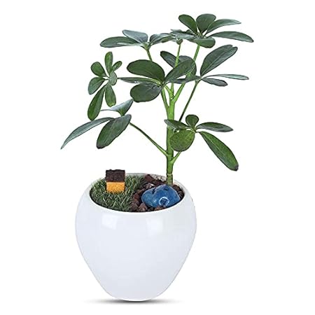 GrowKaro Air Purifying Live Schefflera Green Plant with White Metal Pot and Toy (Indoor Plant)