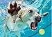 1000 Piece Jigsaw Puzzle - Adult , Couples, Children and Family Puzzles - Underwater Dogs Photo Series Pool Pawty, By Seth Casteel