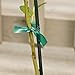 Gardener's Blue Ribbon T006B Sturdy Stretch Tie