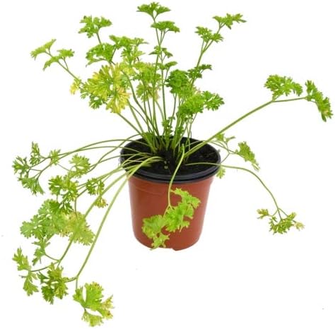 Perejil Rizado Francés 10cm Petroselinium Crispum Planta Cocinar ...