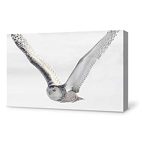 Canvas Wall Art Isolated Flying Owl Canvas Painting Wall Poster Decor for Living Room Framed Home Decorations - 12x18 inches