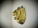 Papertrophy lion gold & black
