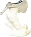 HoneyJar StealStreet SS-UG-YXC-903 Blue and Purple Sting Ray on Peach Colored Coral Statue, 6
