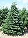 20 Fraser Fir tree Seeds, Makes an excellent evergreen By Seeds and Things